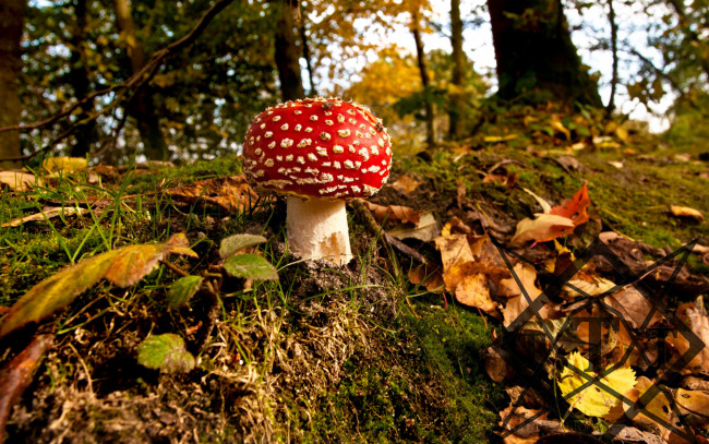Обои картинки фото природа, грибы, мухомор, гриб, лес, осень, листья, холм