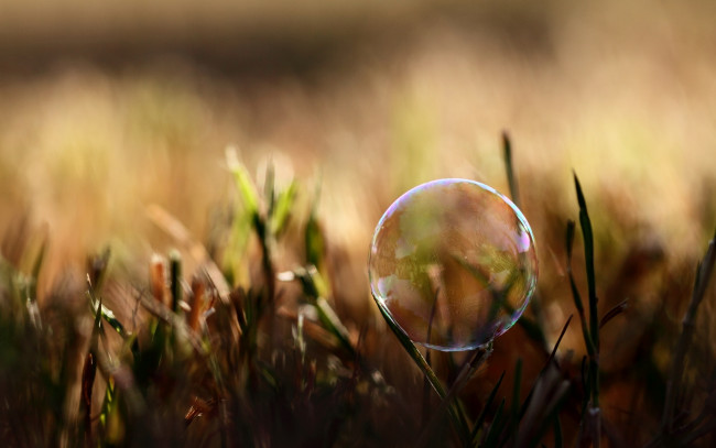 Обои картинки фото природа, макро, трава, пузырь