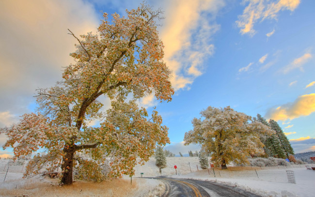 Обои картинки фото природа, зима, дерево, дорога, осень, снег