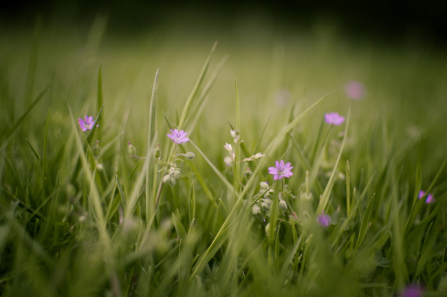 Обои картинки фото природа, луга, макро, луг, трава, цветы