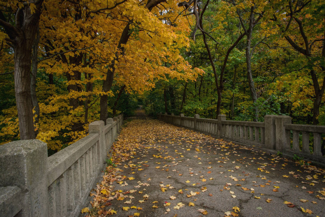 Обои картинки фото природа, парк, листья, мост, осень