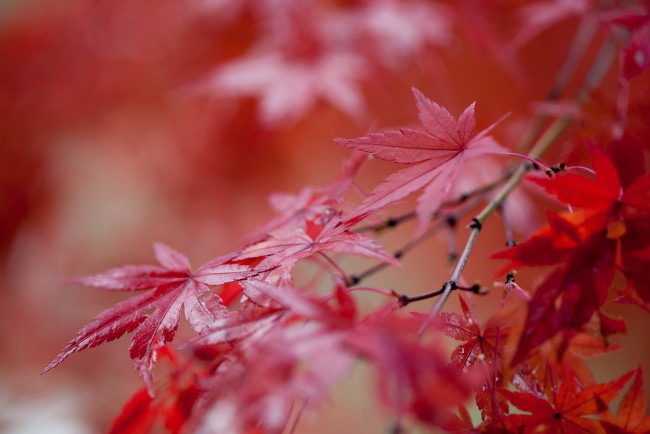 Обои картинки фото природа, листья, клен, красный