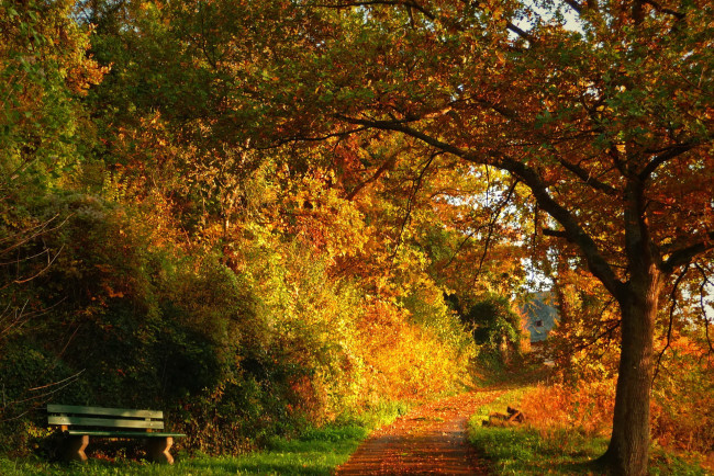 Обои картинки фото природа, парк, осень