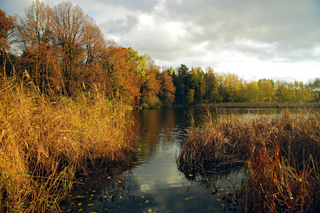Обои картинки фото природа, реки, озера, тучи, краски, осени, сухой, деревья, камишь, река, небо, серое