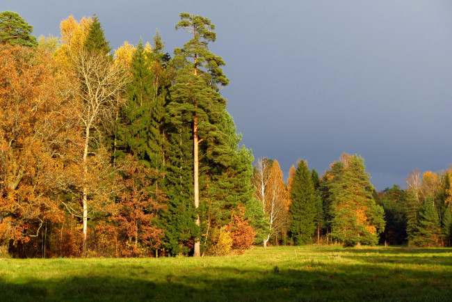 Обои картинки фото санкт, петербург, павловск, природа, деревья, поляна, осень