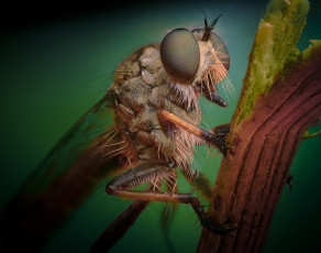 Картинка животные стрекозы глаза травинка стрекоза фасеточные