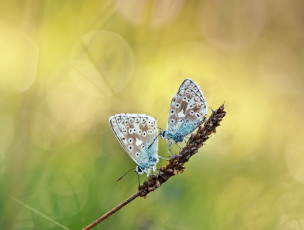 Картинка животные бабочки две фон колосок