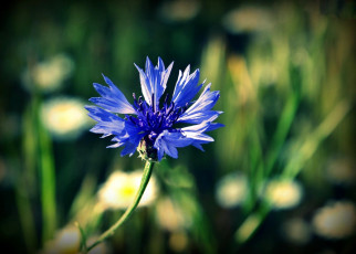 Картинка цветы васильки синий одиночка