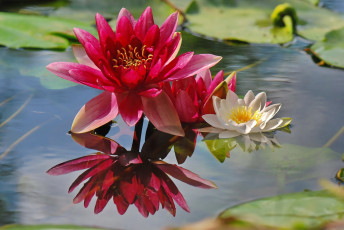 Картинка цветы лилии водяные нимфеи кувшинки отражение парочка