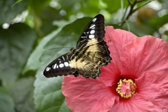Картинка животные бабочки гибискус крылья