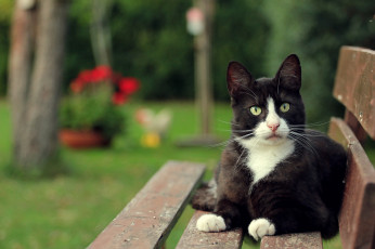 Картинка животные коты черно-белый взгляд кошка скамейка