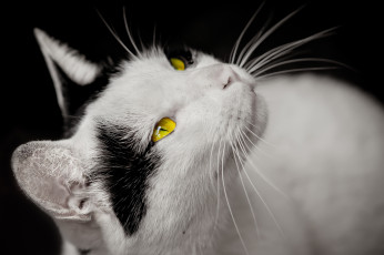 Картинка животные коты взгляд желтые глаза черные пятна белая