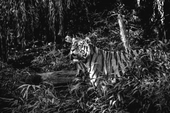 Картинка животные тигры хищник заросли