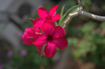 Картинка цветы адениум пустынная роза