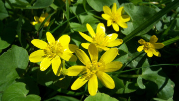 Картинка цветы калужницы лютики жёлтые
