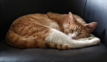 Картинка животные коты диван сон кот