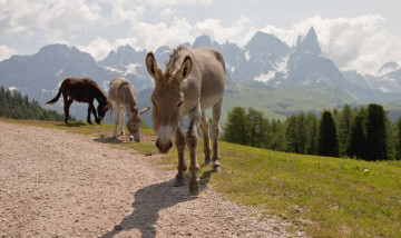 Картинка животные ослы дорога ослики горы