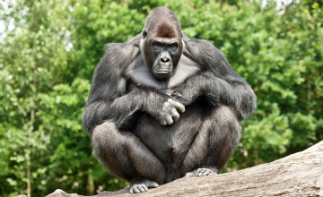 Картинка животные обезьяны бревно горилла поза взгляд
