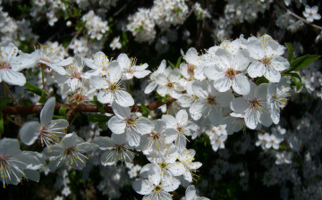 Картинка цветы цветущие деревья кустарники алыча