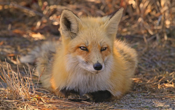 Картинка животные лисы трава лиса