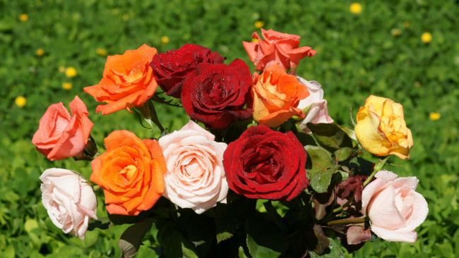 Обои картинки фото цветы, розы, капли, разноцветный