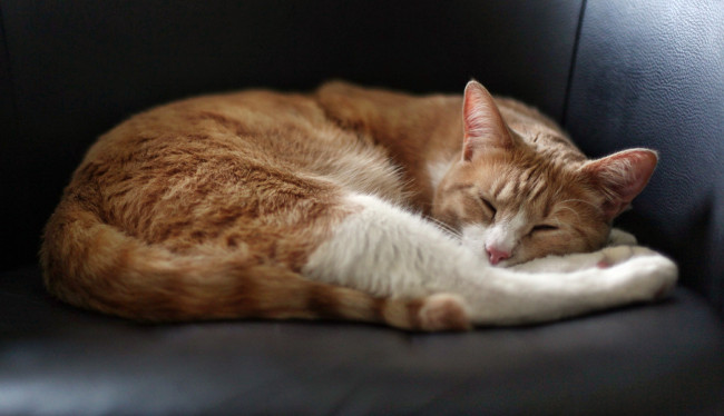 Обои картинки фото животные, коты, диван, сон, кот