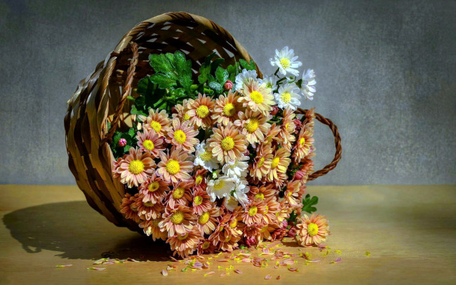Обои картинки фото цветы, хризантемы, корзика, капли, лепестки