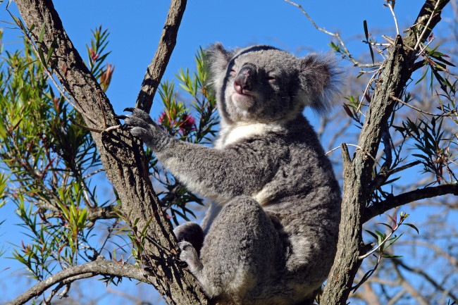 Обои картинки фото животные, коалы, дерево, коала