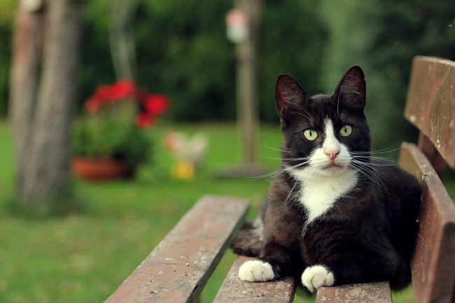 Обои картинки фото животные, коты, черно-белый, взгляд, кошка, скамейка