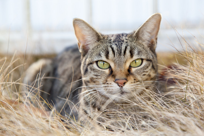 Обои картинки фото животные, коты, кот, сухая, трава, серый, полосатый, взгляд