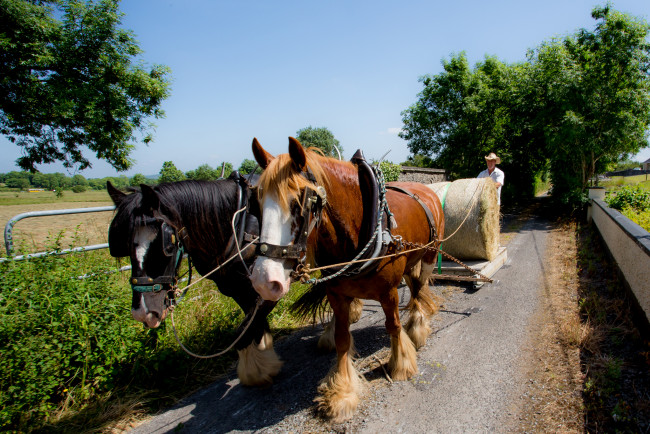Обои картинки фото животные, лошади, упряж, сено, поле, дорога