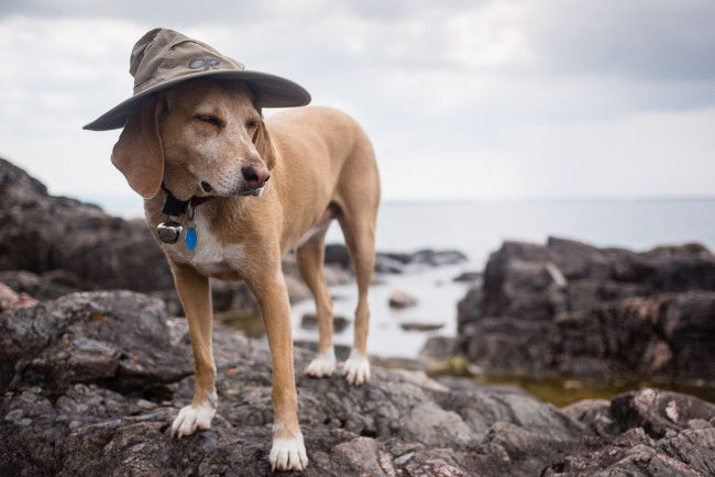 Обои картинки фото животные, собаки, колокольчик, ошейник, шляпа, собака, берег, море