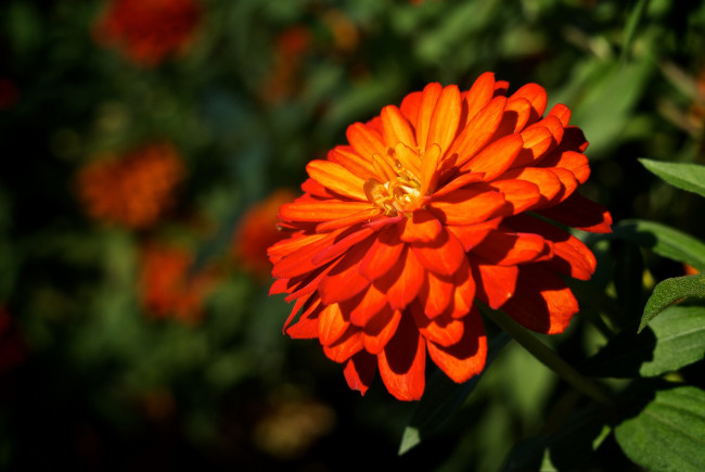 Обои картинки фото цветы, цинния, оранжевый