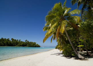 Картинка природа тропики океан пальма пляж бухта
