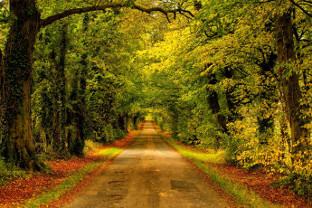 Картинка природа дороги forest nature park trees leaves colorful road path autumn fall colors walk листья осень деревья дорога лес парк