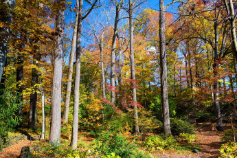 Картинка природа лес деревья дорога осень
