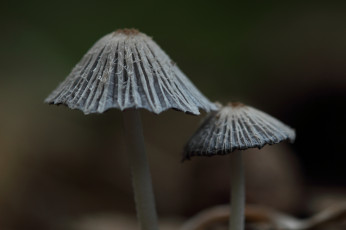 Картинка природа грибы фон шляпки серые макро