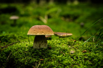 Картинка природа грибы мох лес боровик