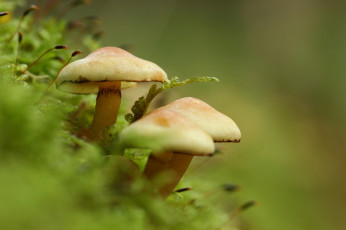 Картинка природа грибы зелень мох фон макро