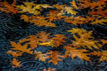 Картинка природа листья круги вода осень