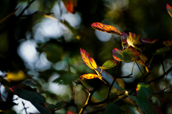 Картинка природа листья ветка цвета осень размытие