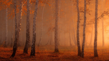 Картинка природа лес туман берёзы