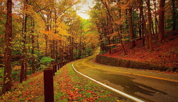 Картинка природа дороги лес дорога осень деревья листва