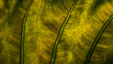 Картинка природа листья макро зелёный лист