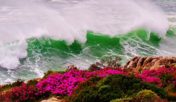 обоя природа, стихия, море, цветы, скала, берег, волны, шторм