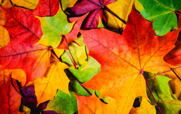Картинка природа листья осень nature leaves autumn