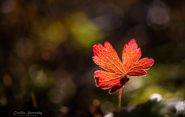 Картинка природа листья красный прожилки осень свет макро