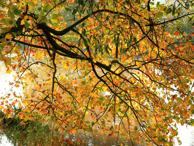 Обои картинки фото природа, грибы,  мухомор, листья, ветки, дерево, река, осень