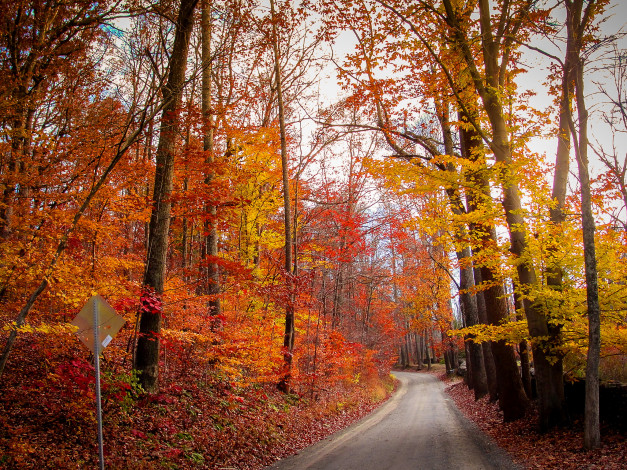 Обои картинки фото природа, дороги, лес, дорога, осень, деревья, листья