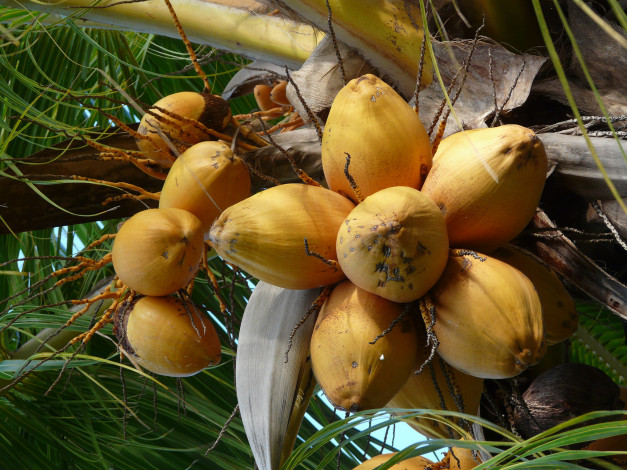 Обои картинки фото природа, плоды, пальма, кокосовая
